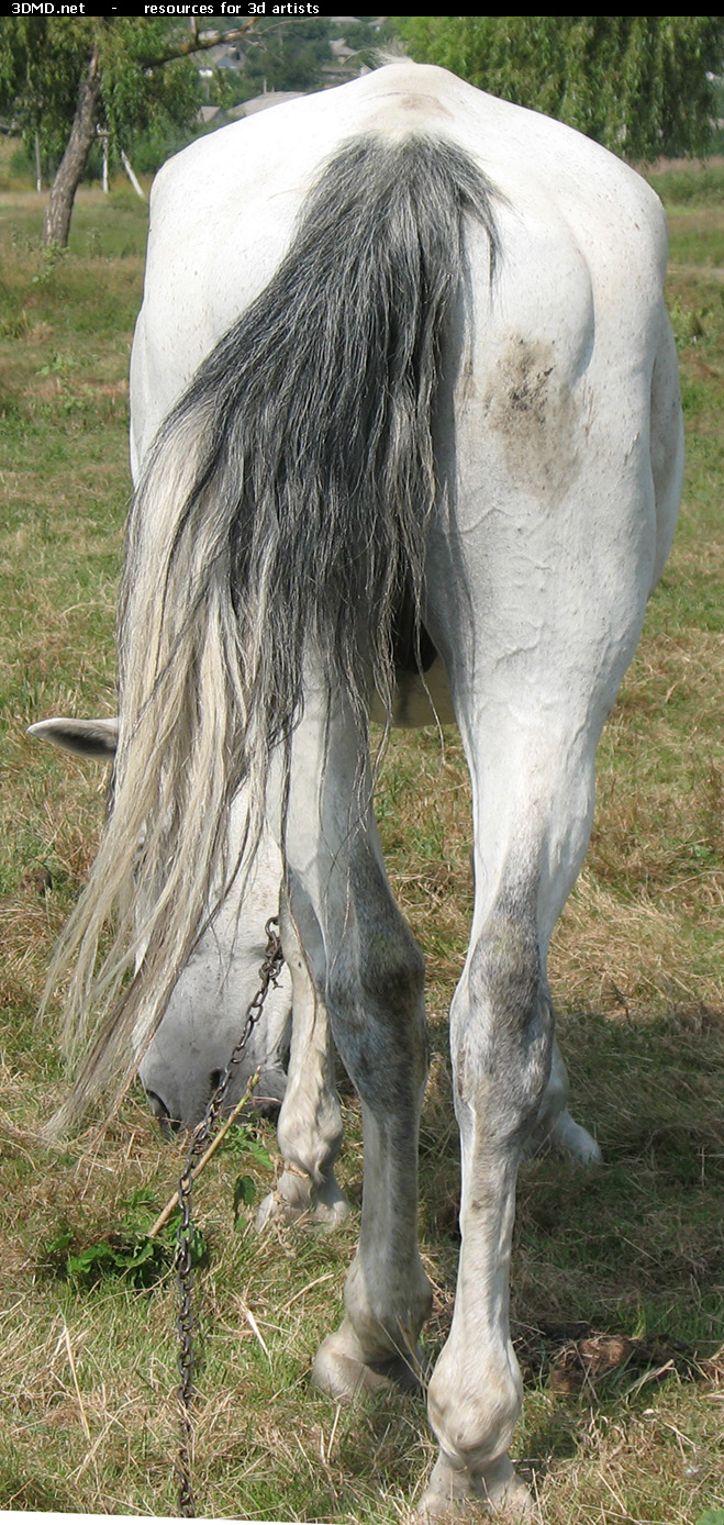 White Horse Photo     