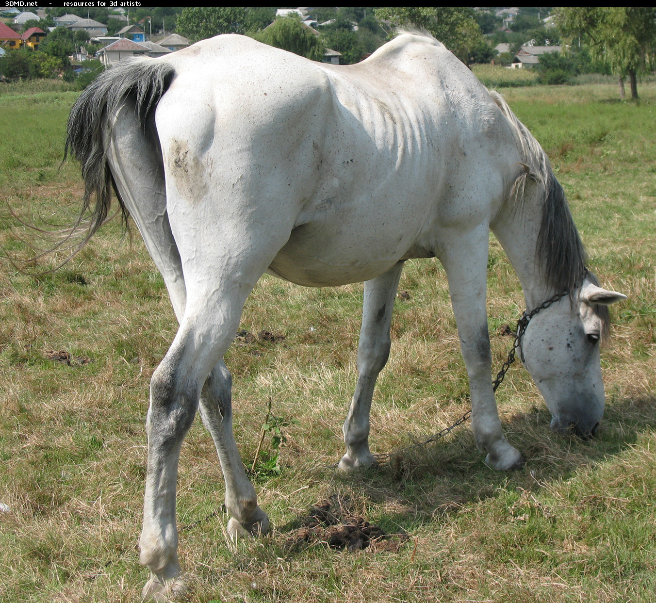 White Horse Photo     