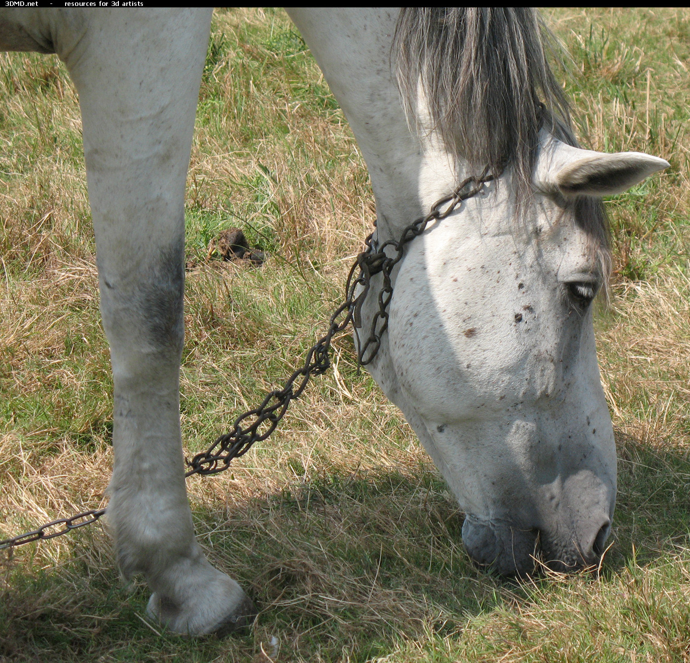 White Horse Photo     