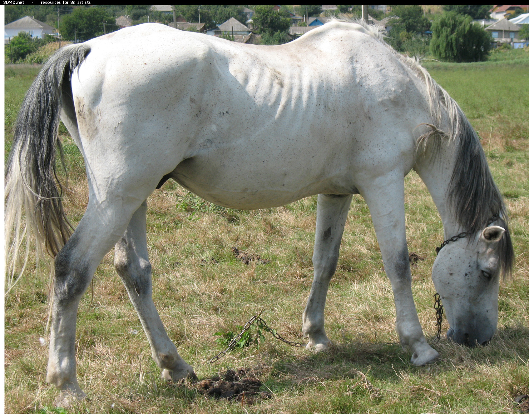 White Horse Photo     