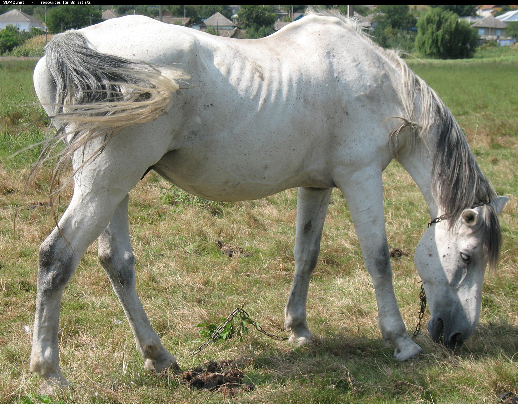 White Horse Photo     