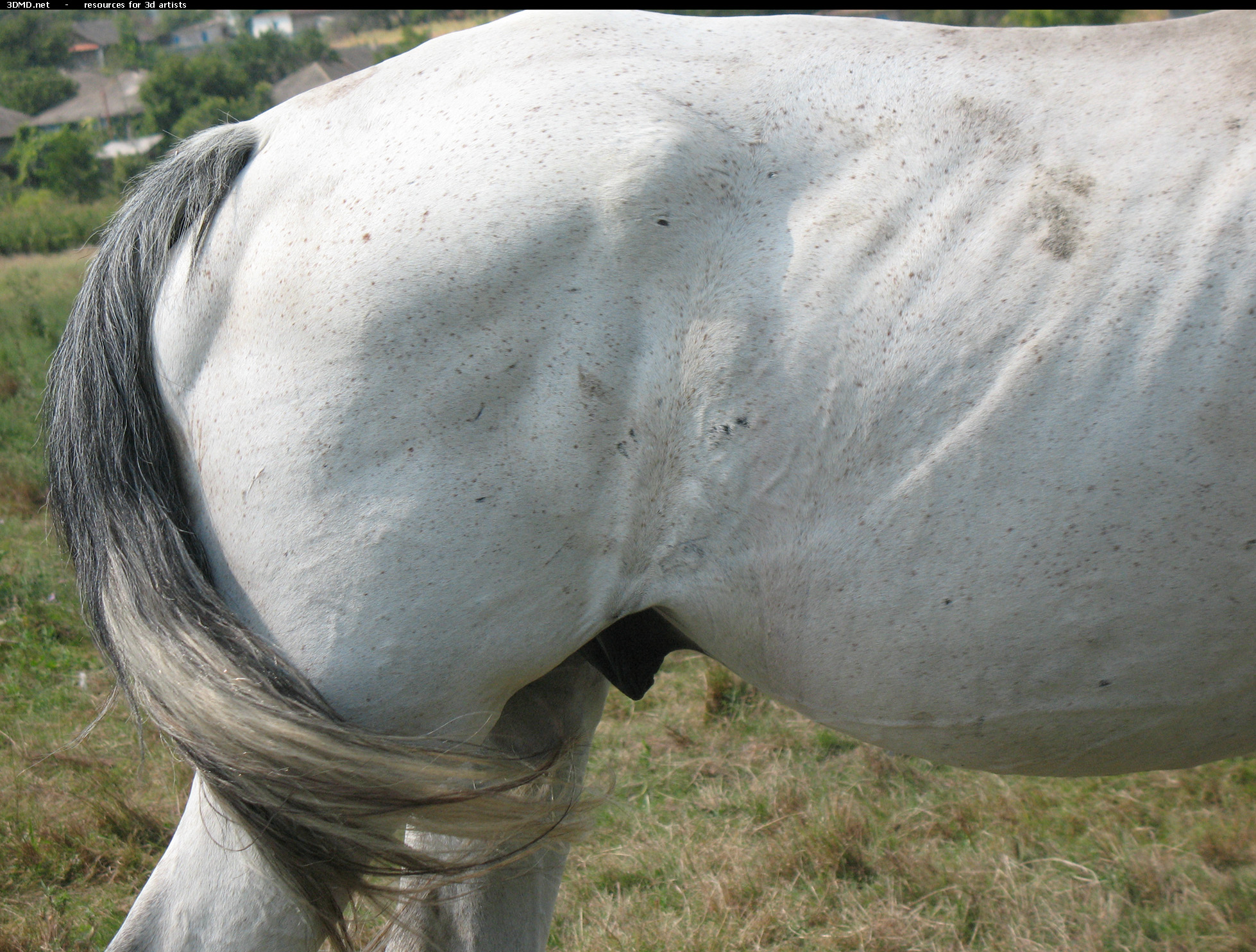 White Horse Photo     