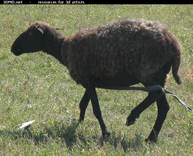 Brown Sheep Photo     