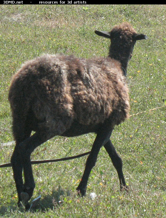 Brown Sheep Photo     