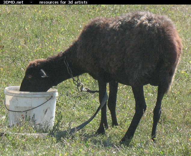 Brown Sheep Photo     