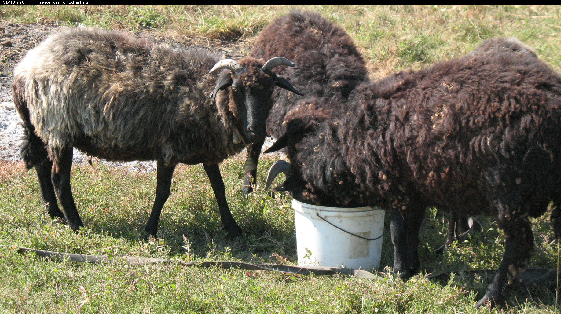 Brown Sheep Photo     