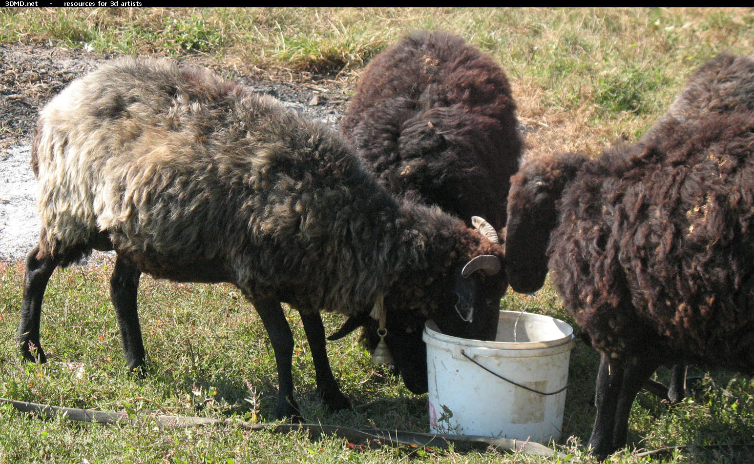 Brown Sheep Photo     