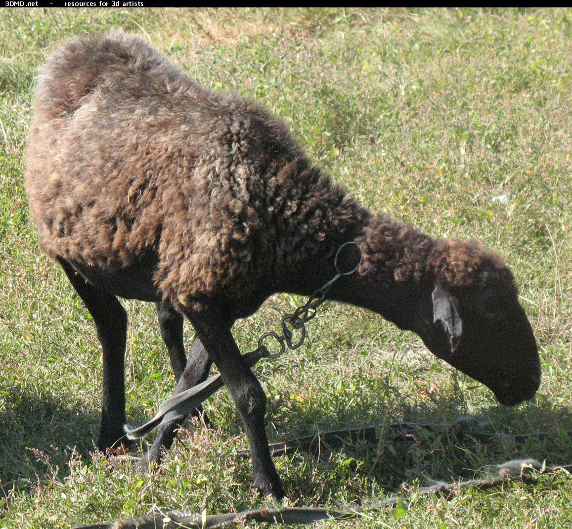 Brown Sheep Photo     