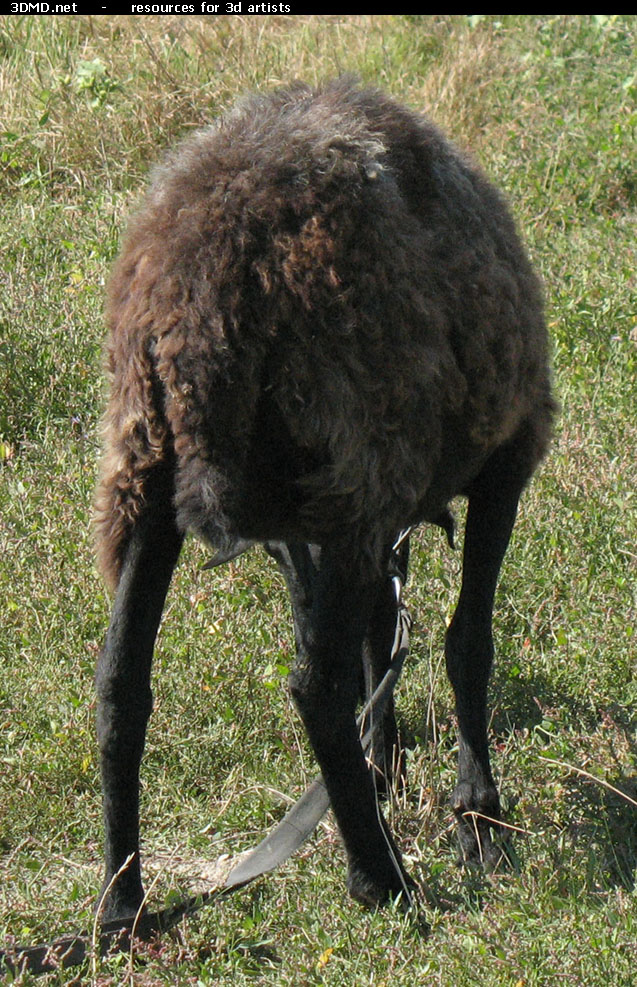 Brown Sheep Photo     