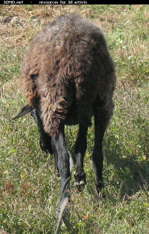 Brown Sheep Photo     