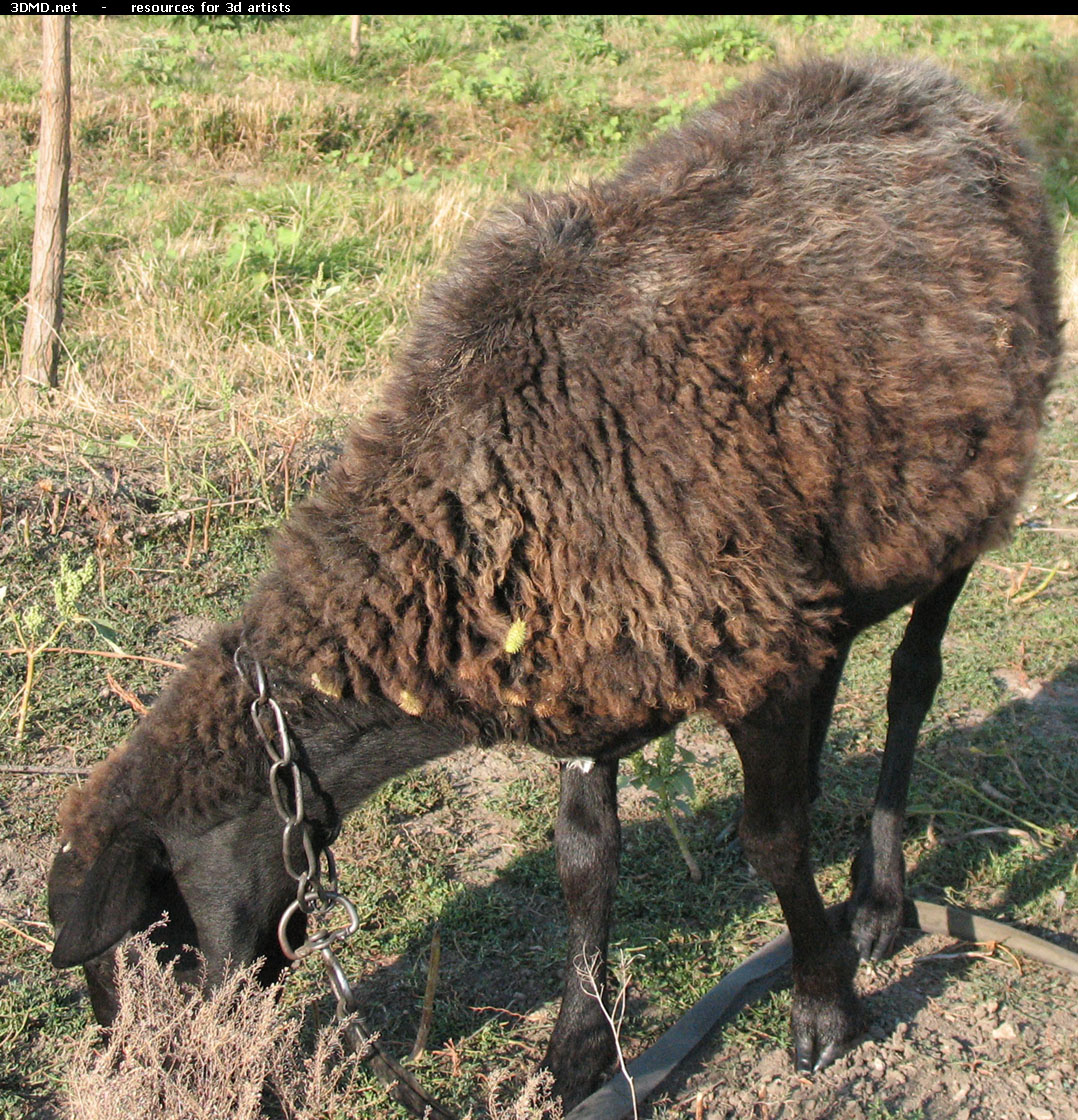 Brown Sheep Photo     