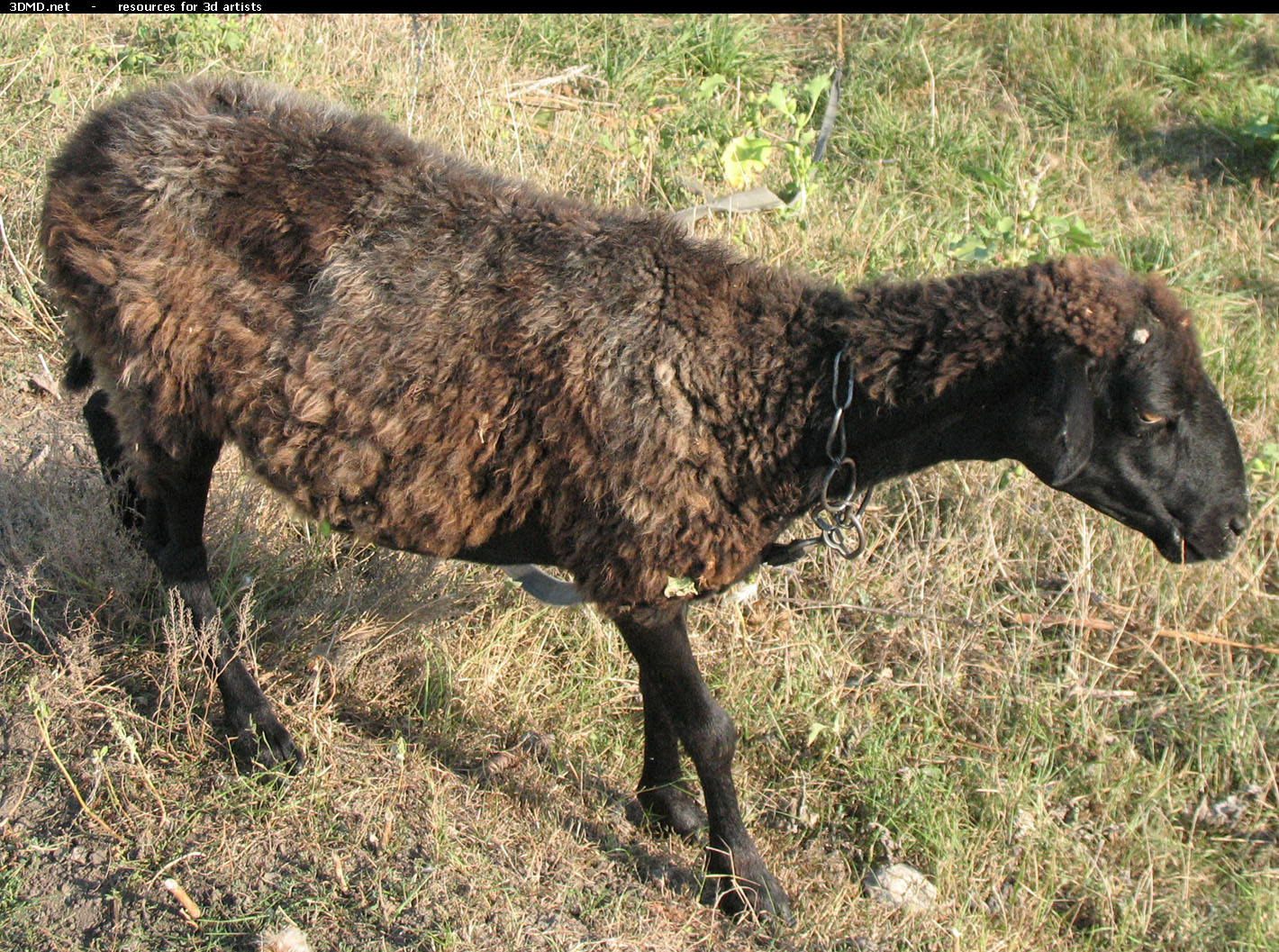 Brown Sheep Photo     