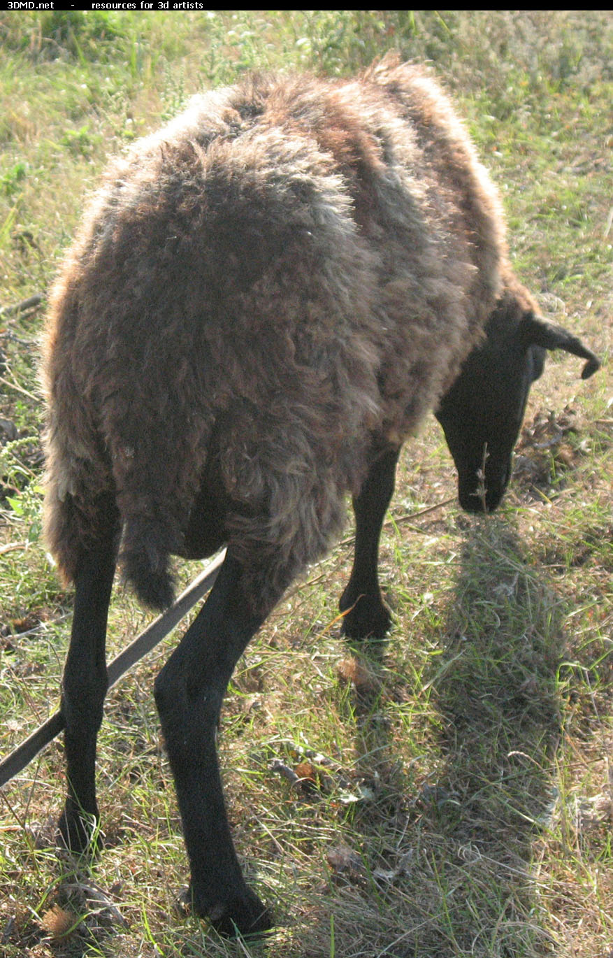 Brown Sheep Photo     