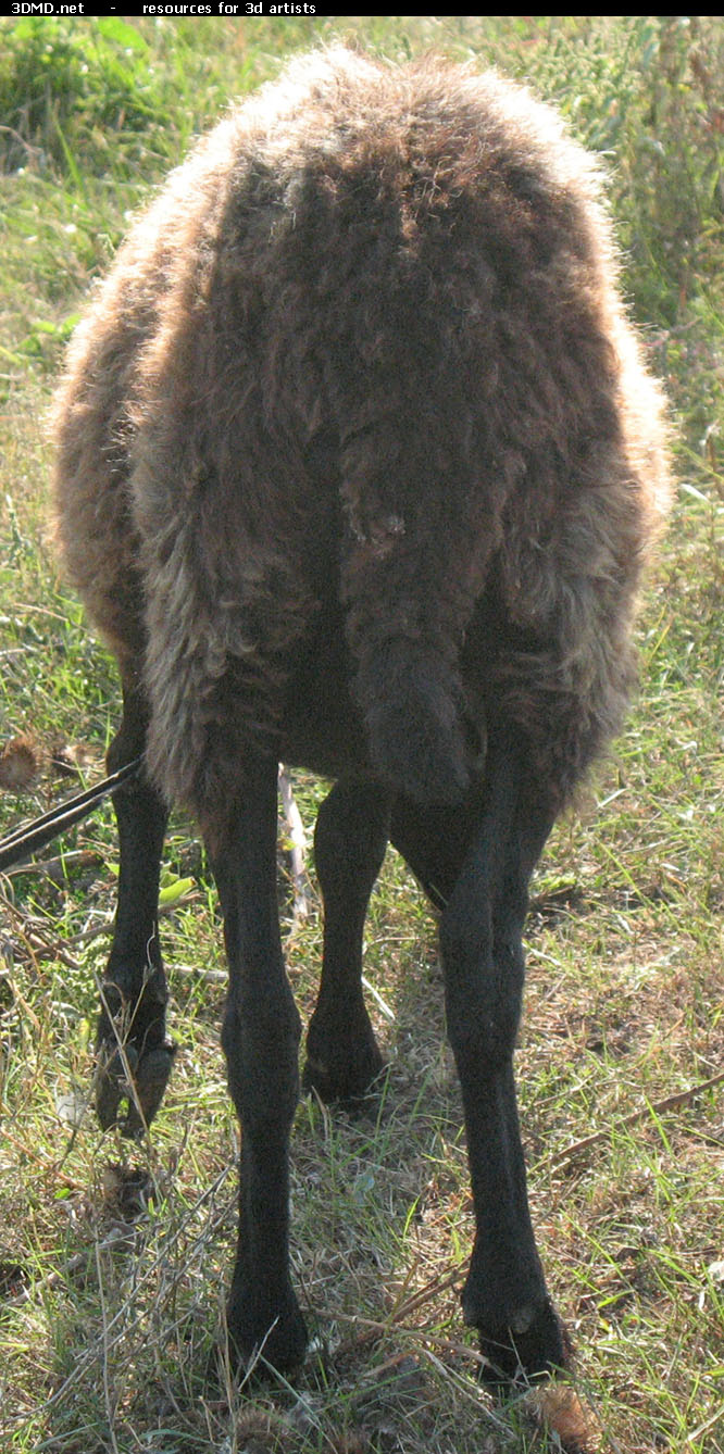 Brown Sheep Photo Back  