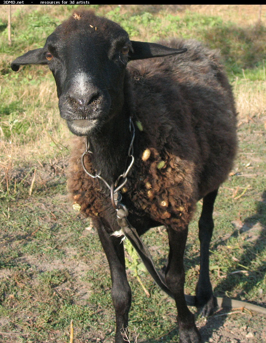 Brown Sheep Photo Front  