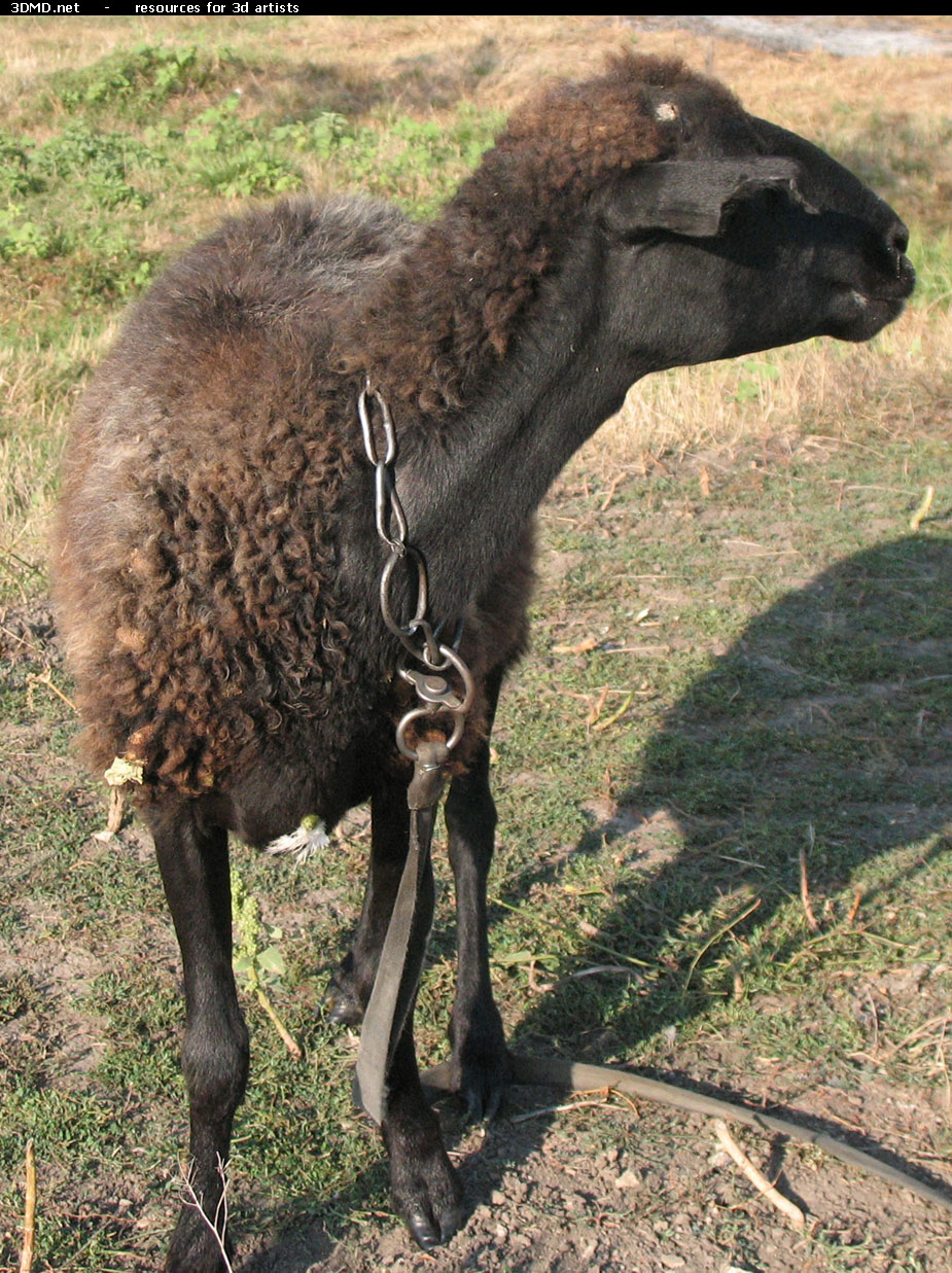 Brown Sheep Photo Side Head  