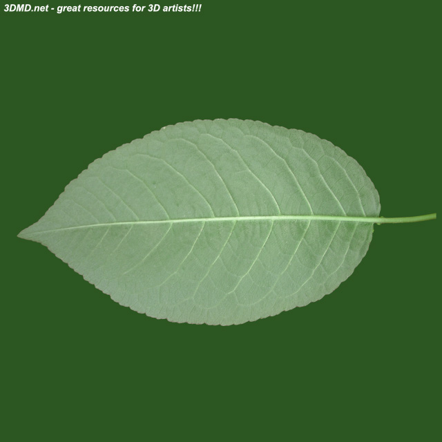 Leaf        