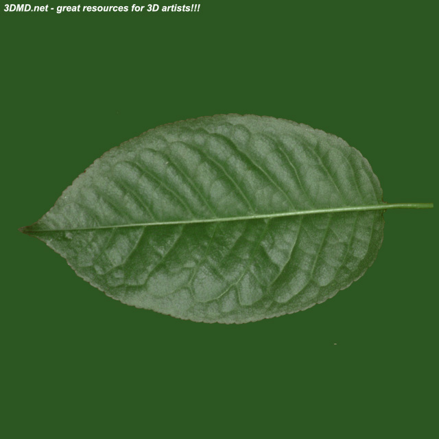 Leaf        