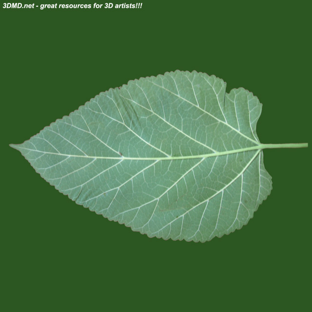 Leaf        